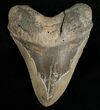 Bargain Megalodon Shark Tooth #6653-1